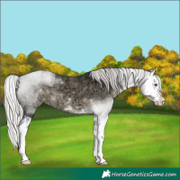 Horse Color:Silver Brown Chinchilla Ice Splash 