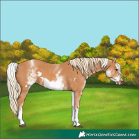 Horse Color:White Spotted Chestnut Frame