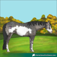 Horse Color:Blue Onyx Ice Frame 
