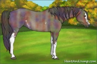 Horse Color:Nacre White Spotted Brown Dun 
