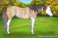 Horse Color:Nacre Buckskin Dun Splash 