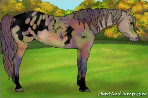 Horse Color:Void Nacre White Spotted Buckskin Dun Sabino Appaloosa 