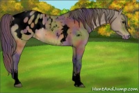 Horse Color:Void Nacre White Spotted Buckskin Dun Sabino Appaloosa 