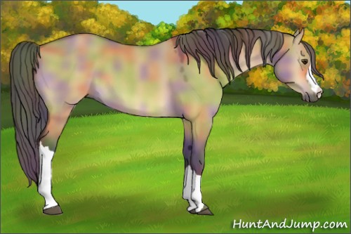 Horse Color:Nacre Buckskin Dun