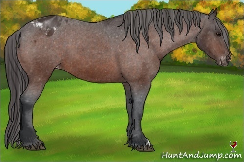 Horse Color:Bay Appaloosa 