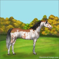 Horse Color:Bay Splash Frame  and Bay Splash Frame 