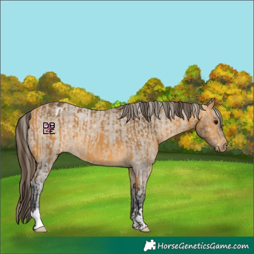 Horse Color:Buckskin  and Bay Varnish 