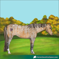 Horse Color:Buckskin  and Bay Varnish 