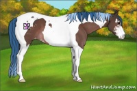 Horse Color:Painted Bay Sabino Tobiano Appaloosa 