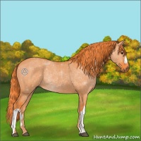 Horse Color:Watercolor Liver Red Dun 