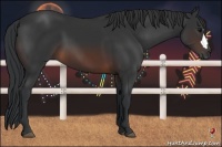 Horse Color:Brown 