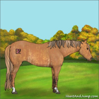 Horse Color:Buckskin Rabicano  and Chestnut 