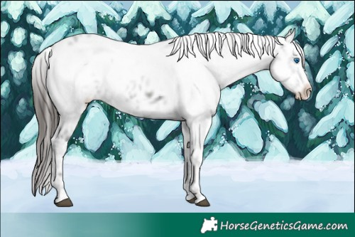 Horse Color:Liver Chestnut Frame 