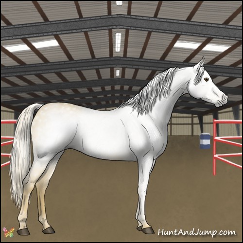 Horse Color:Gray Palomino
