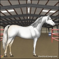 Horse Color:Gray Palomino