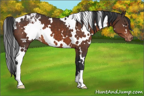 Horse Color:White Spotted Brown Appaloosa 