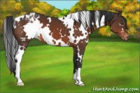 Horse Color:White Spotted Brown Appaloosa 