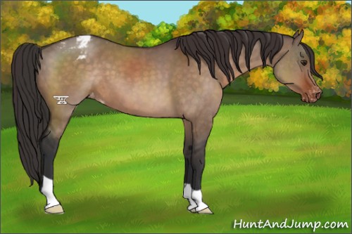 Horse Color:Brown Dun Appaloosa