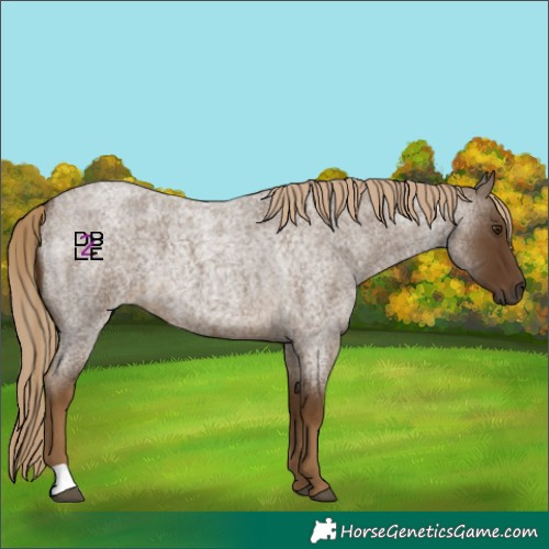 Horse Color:Chocolate Palomino Roan 