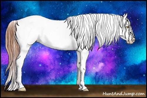 Horse Color:Amber Champagne Splash Appaloosa 