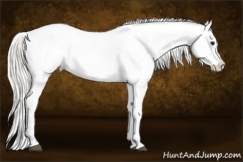 Horse Color:Silver Buckskin Roan Blanket 