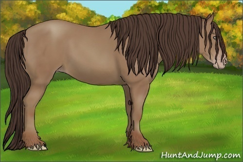 Horse Color:Classic Champagne 