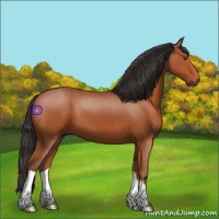 Horse Color:Bay 