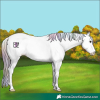 Horse Color:Nacre Bay Appaloosa 