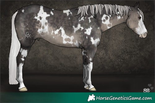 Horse Color:Platinum White Spotted Silver Smoky Black Rabicano