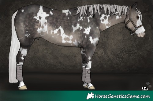Horse Color:Platinum White Spotted Silver Smoky Black Rabicano 