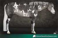 Horse Color:Platinum White Spotted Silver Smoky Black Rabicano 