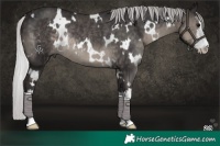 Horse Color:Platinum White Spotted Silver Smoky Black Rabicano 