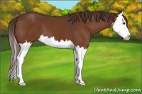 Horse Color:Liver Chestnut Splash 