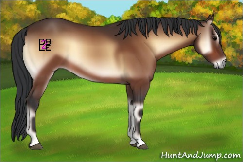 Horse Color:Bay Onyx 