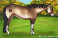 Horse Color:Bay Onyx