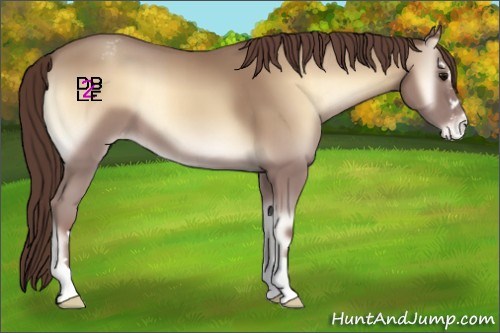 Horse Color:Classic Champagne Onyx Sabino Appaloosa 