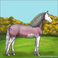 Horse Color:Silver Bay Chinchilla Sabino Splash