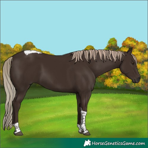 Horse Color:Liver Chestnut Tobiano 