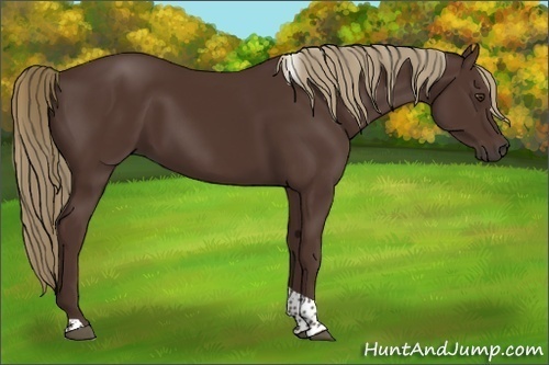 Horse Color:Liver Chestnut Tobiano 