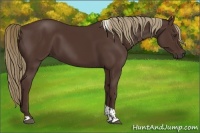 Horse Color:Liver Chestnut Tobiano 