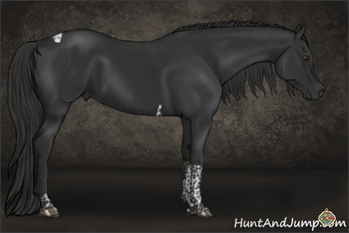 Horse Color:Liver Chestnut Tobiano 