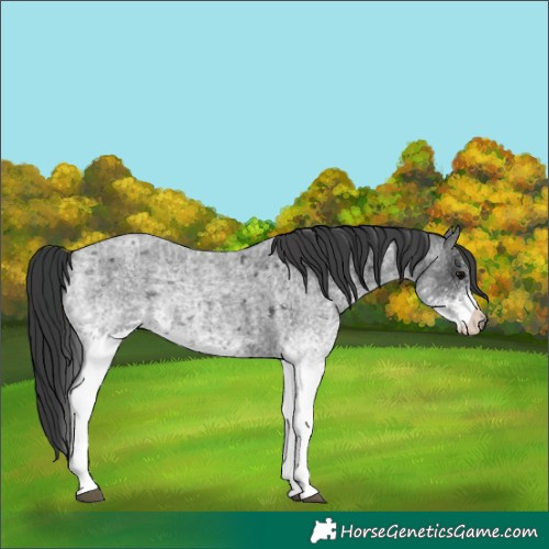 Horse Color:White Spotted Blue Roan Rabicano  and White Spotted Blue Roan Rabicano 