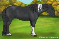Horse Color:Black Tobiano
