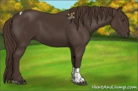Horse Color:Liver Chestnut Tobiano