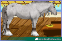 Horse Color:Liver Chestnut Tobiano Appaloosa 