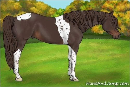 Horse Color:Liver Chestnut Tobiano 