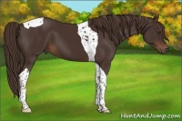 Horse Color:Liver Chestnut Tobiano 