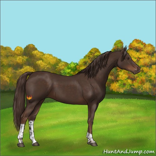 Horse Color:Liver Chestnut Tobiano 
