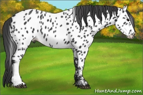 Horse Color:Black Appaloosa