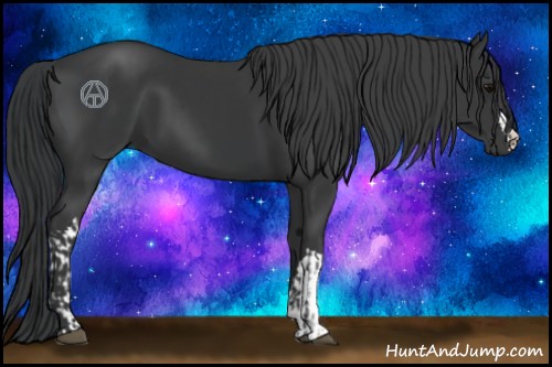 Horse Color:Black  and Black 